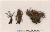 藏品(石蕊屬)的圖片